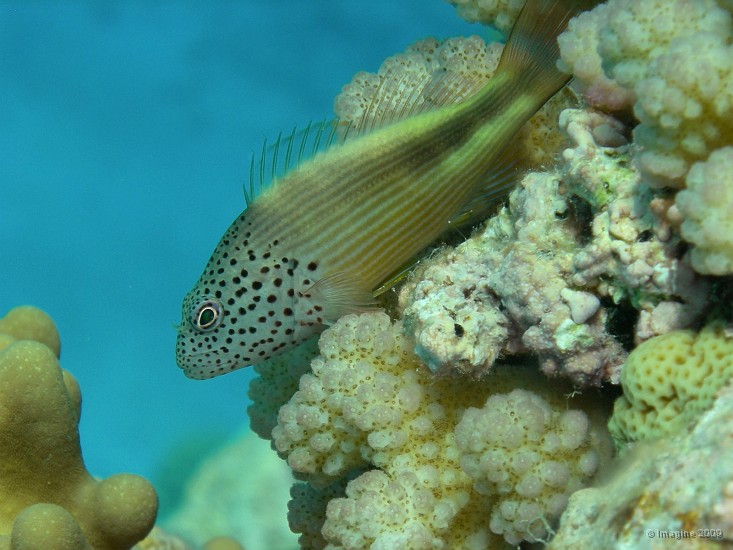 38- Poisson-epervier a tete ponctuee.JPG